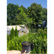 Бук лісовий | Fagus sylvatica | Бук лесной
