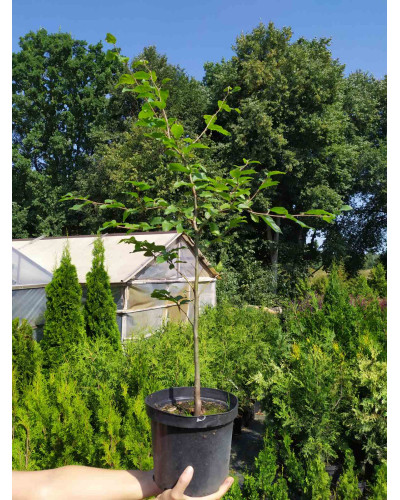 Бук лісовий | Fagus sylvatica | Бук лесной