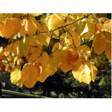 Бук лісовий | Fagus sylvatica | Бук лесной
