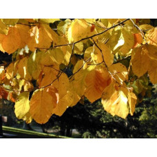 Бук лісовий | Fagus sylvatica | Бук лесной