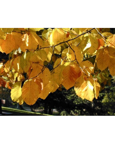 Бук лісовий | Fagus sylvatica | Бук лесной