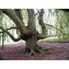 Бук лісовий | Fagus sylvatica | Бук лесной