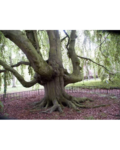 Бук лісовий | Fagus sylvatica | Бук лесной
