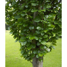 Бук лісовий | Fagus sylvatica | Бук лесной