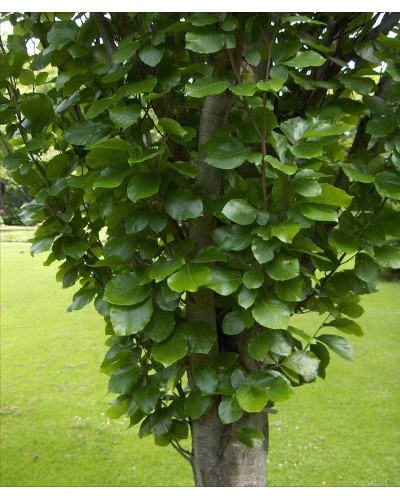 Бук лісовий | Fagus sylvatica | Бук лесной