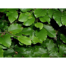 Бук лісовий | Fagus sylvatica | Бук лесной