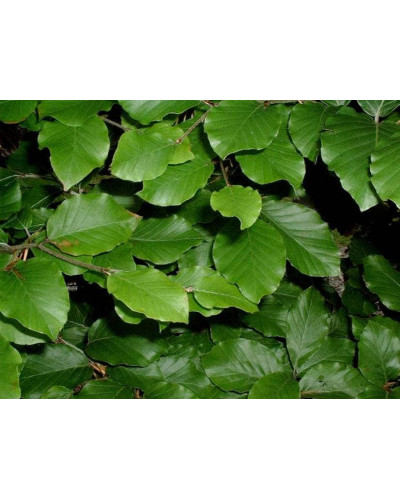 Бук лісовий | Fagus sylvatica | Бук лесной