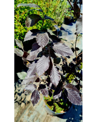 Бук лісовий Атропуніцеа Пурпуреа | Бук лесной Атропуницеа Пурпуреа | Fagus sylvatica Atropunicea Purpurea