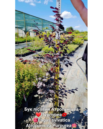 Бук лісовий Атропуніцеа Пурпуреа | Бук лесной Атропуницеа Пурпуреа | Fagus sylvatica Atropunicea Purpurea