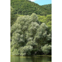 Верба біла | Salix alba | Ива белая