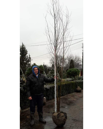 Верба біла | Salix alba | Ива белая
