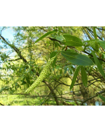 Верба біла | Salix alba | Ива белая