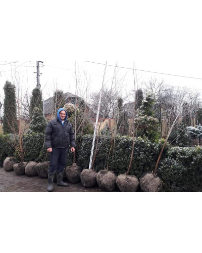 Верба біла | Salix alba | Ива белая