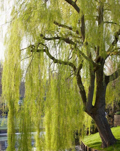 Верба біла | Salix alba | Ива белая