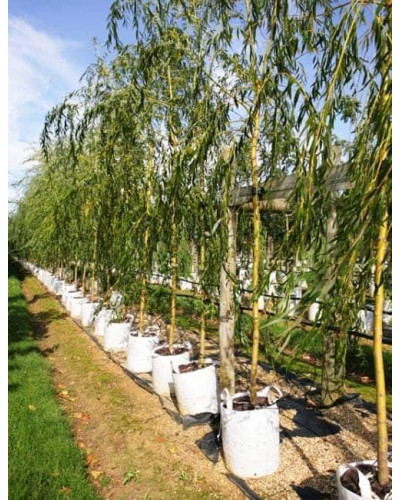 Верба біла | Salix alba | Ива белая