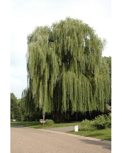 Верба біла | Salix alba | Ива белая