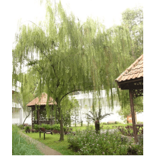 Верба біла | Salix alba | Ива белая