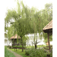 Верба біла | Salix alba | Ива белая