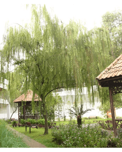 Верба біла | Salix alba | Ива белая