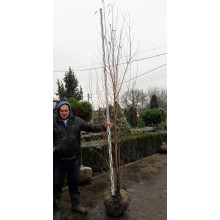 Верба біла | Salix alba | Ива белая