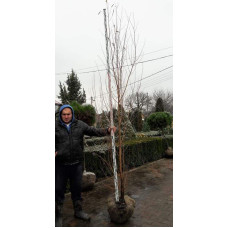 Верба біла | Salix alba | Ива белая