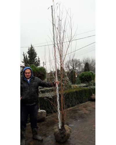 Верба біла | Salix alba | Ива белая