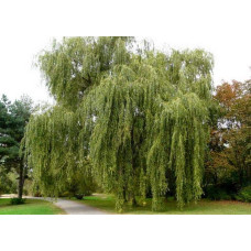 Верба біла | Salix alba | Ива белая