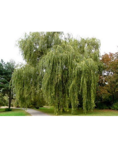 Верба біла | Salix alba | Ива белая