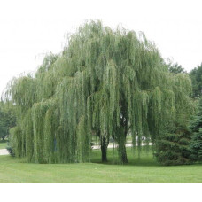 Верба біла | Salix alba | Ива белая