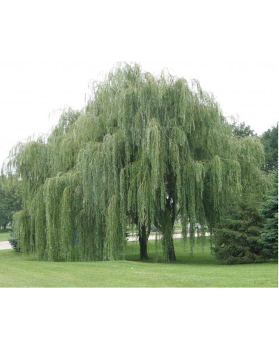 Верба біла | Salix alba | Ива белая