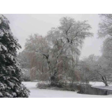 Верба біла | Salix alba | Ива белая