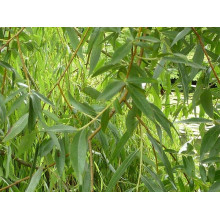 Верба біла | Salix alba | Ива белая