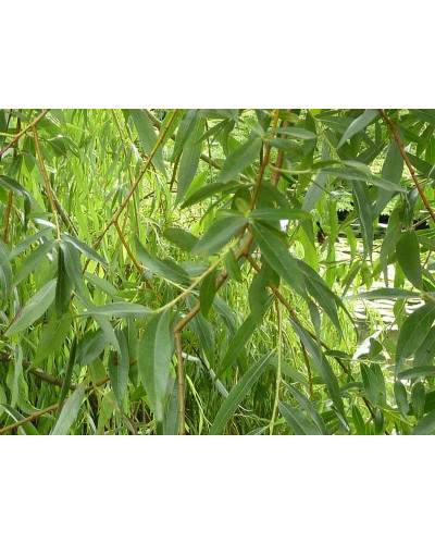 Верба біла | Salix alba | Ива белая
