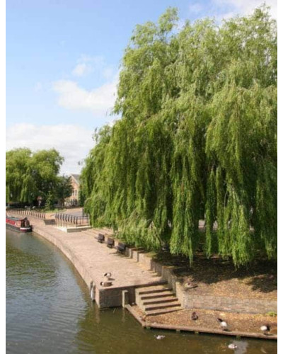 Верба біла | Salix alba | Ива белая