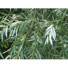 Верба біла | Salix alba | Ива белая