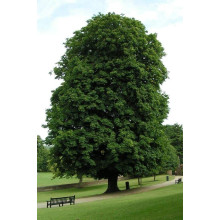 Гіркокаштан звичайний | Aesculus hippocastanum | Каштан конский