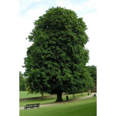 Гіркокаштан звичайний | Aesculus hippocastanum | Каштан конский
