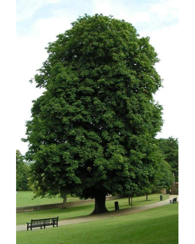 Гіркокаштан звичайний | Aesculus hippocastanum | Каштан конский