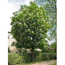 Гіркокаштан звичайний | Aesculus hippocastanum | Каштан конский