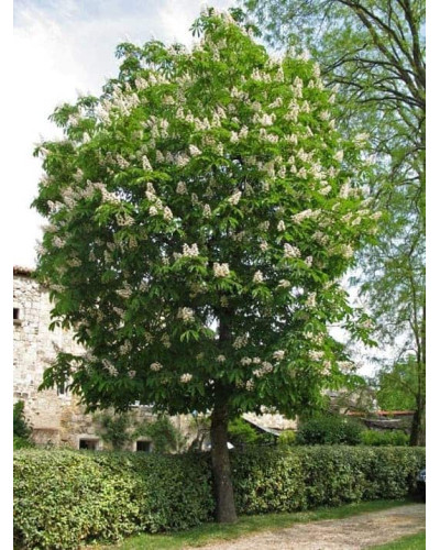 Гіркокаштан звичайний | Aesculus hippocastanum | Каштан конский