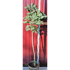Гіркокаштан звичайний | Aesculus hippocastanum | Каштан конский