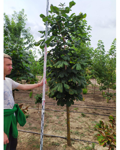 Гіркокаштан звичайний | Aesculus hippocastanum | Каштан конский