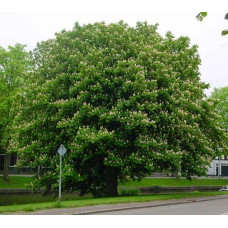 Гіркокаштан звичайний | Aesculus hippocastanum | Каштан конский