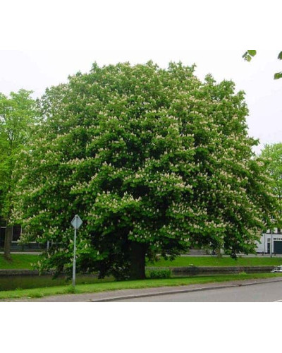 Гіркокаштан звичайний | Aesculus hippocastanum | Каштан конский