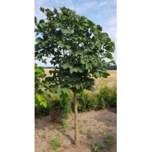 Гіркокаштан звичайний | Aesculus hippocastanum | Каштан конский