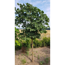 Гіркокаштан звичайний | Aesculus hippocastanum | Каштан конский