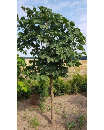 Гіркокаштан звичайний | Aesculus hippocastanum | Каштан конский