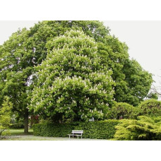Гіркокаштан звичайний | Aesculus hippocastanum | Каштан конский