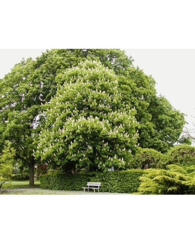 Гіркокаштан звичайний | Aesculus hippocastanum | Каштан конский