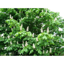 Гіркокаштан звичайний | Aesculus hippocastanum | Каштан конский